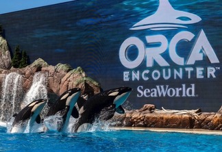 Show Orca Encounter no SeaWorld em Orlando