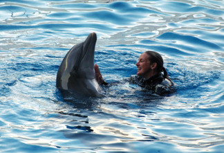 Atração Dolphins in Depth na Disney