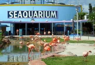 Ingressos para o aquário Miami Seaquarium: flamingos