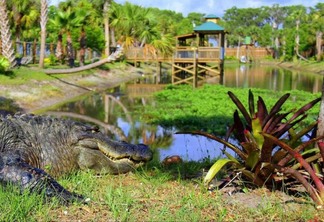 Parque Wild Florida Airboats & Gator