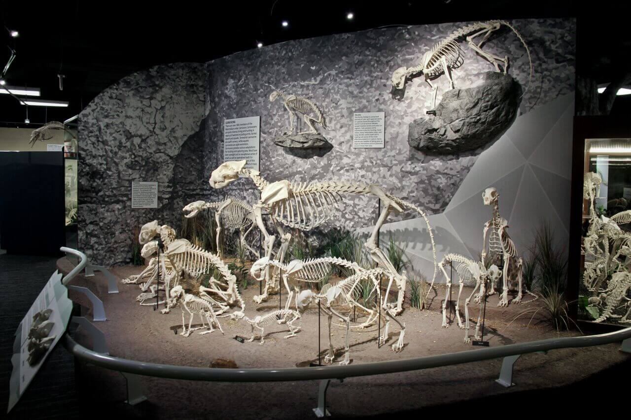 Museu Skeletons de ossos e esqueletos em Orlando