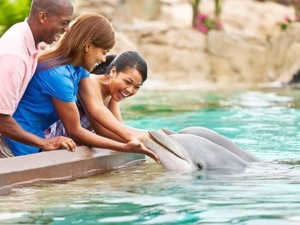 Onde nadar com golfinhos em Orlando: SeaWorld - Dolphins Up-Close Tour
