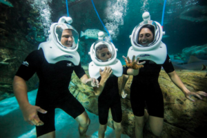 Mergulho Sea Trek no Miami Seaquarium: mergulhadores