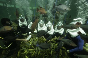 Mergulho Sea Trek no Miami Seaquarium: recife tropical