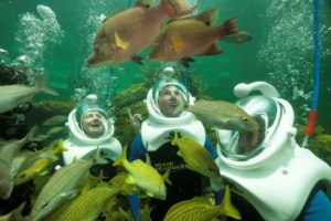 Mergulho Sea Trek no Miami Seaquarium: Sea Trek Reef Encounter
