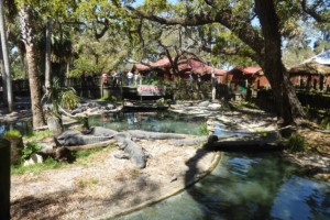 Pontos turísticos em Saint Augustine: Alligator Farm
