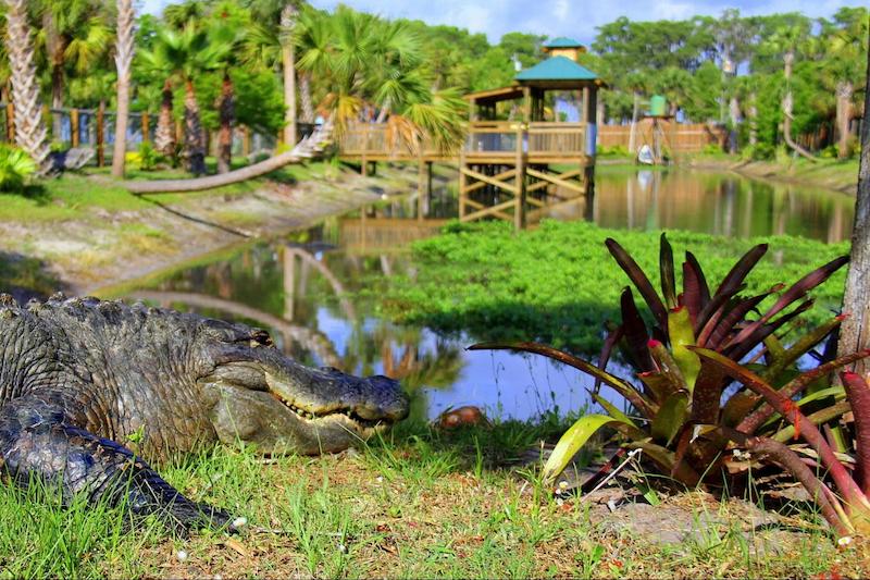 Parque Wild Florida Airboats & Gator