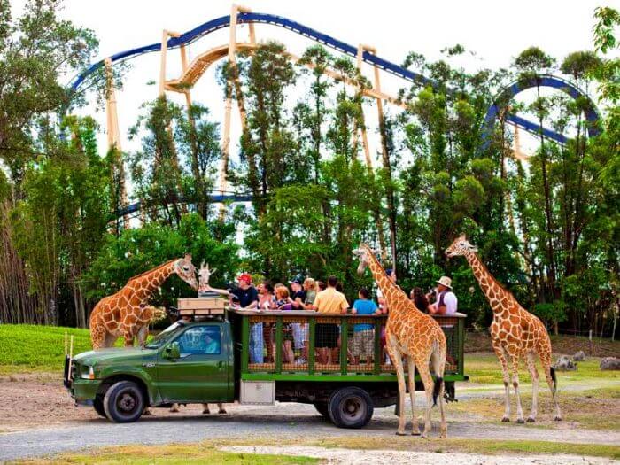 Parque Busch Gardens em Tampa: safári e animais selvagens