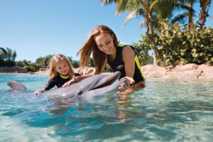 Parque Discovery Cove em Orlando: golfinho
