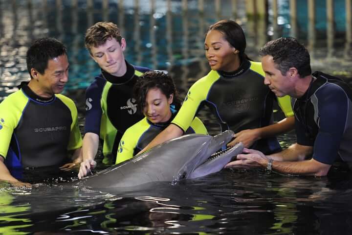 EPCOT Seas Adventures - Dolphins in Depth