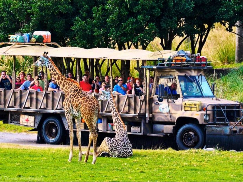 Kilimanjaro Safaris no parque Animal Kingdom da Disney Orlando