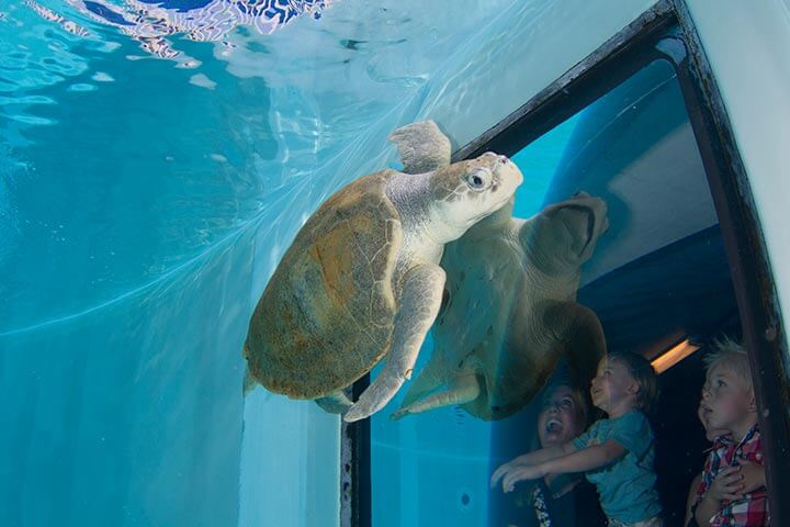 Pontos Turísticos em Tampa: Florida Aquarium