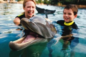Onde nadar com golfinhos em Orlando: Discovery Cove