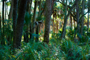 7 parques e reservas naturais em Orlando: Reserva natural Tosohatchee State