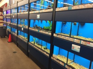 Pet shop Petco em Orlando: aquários