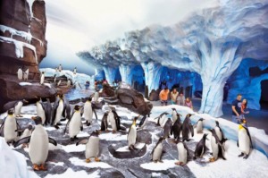 7 atrações e brinquedos do Parque SeaWorld em Orlando: Antarctica: Empire of the Penguin