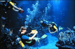 Mergulho no Epcot na Disney Orlando: mergulhadores