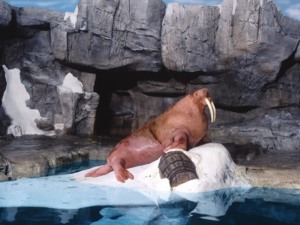 7 atrações e brinquedos do Parque SeaWorld em Orlando: Wild Arctic