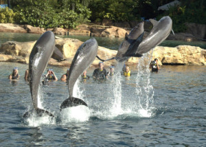 Como passar um dia no parque Discovery Cove em Orlando: golfinhos