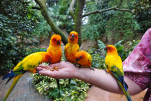 Como passar um dia no parque Discovery Cove em Orlando: Explorer's Aviary