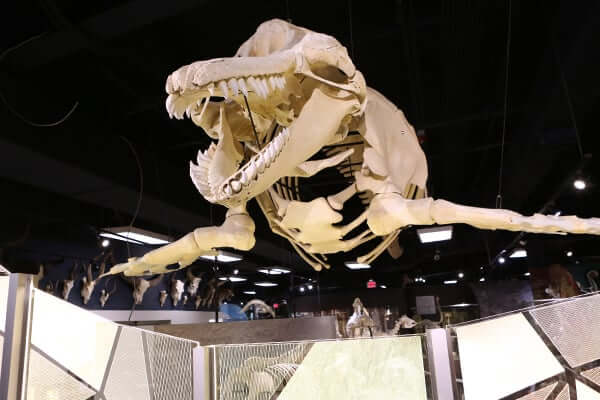 Exposição no museu Skeletons de ossos e esqueletos em Orlando