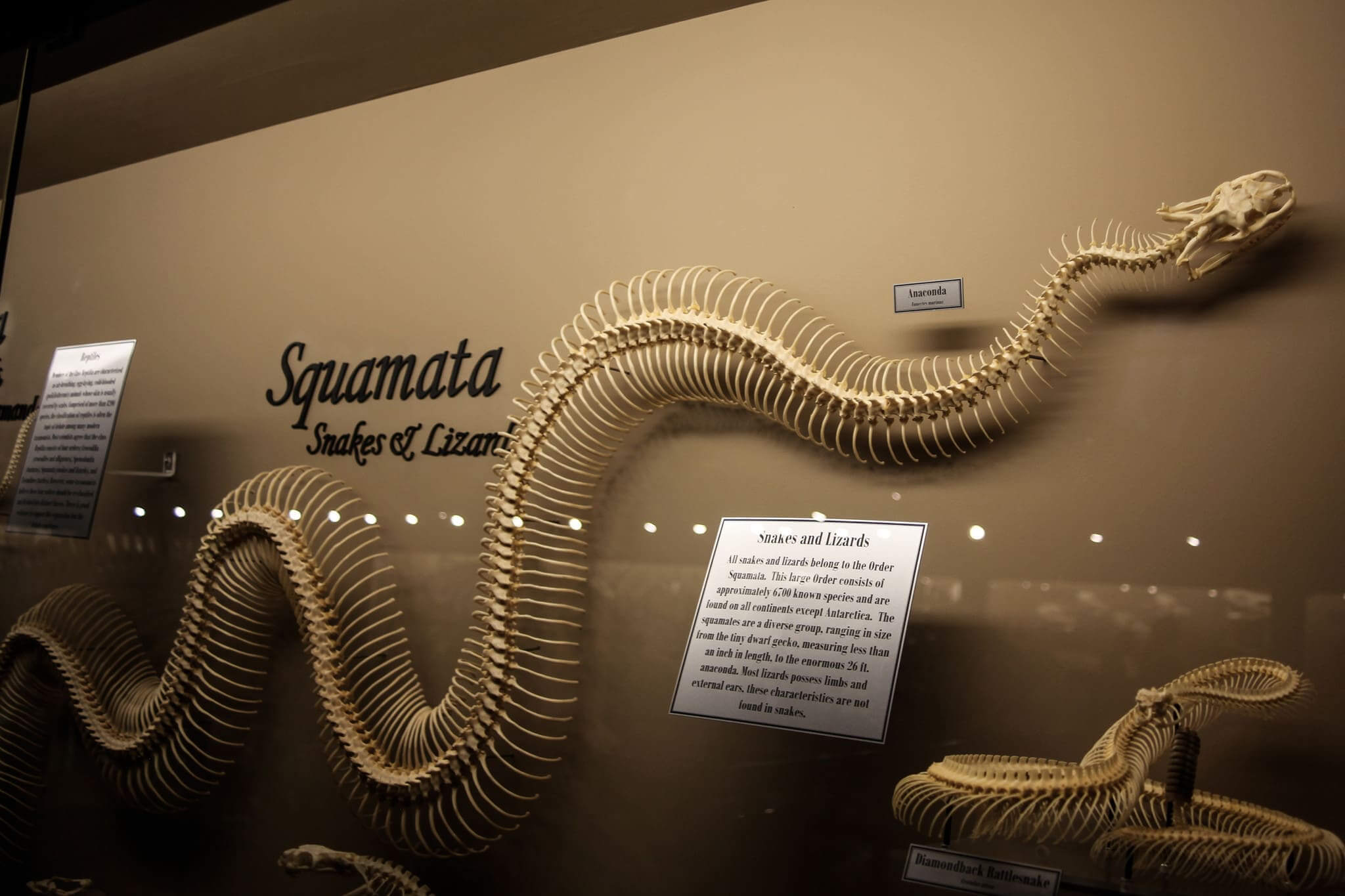 Esqueleto Squamata no museu Skeletons de ossos e esqueletos em Orlando