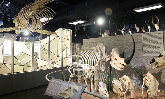 Museu Skeletons de ossos e esqueletos em Orlando