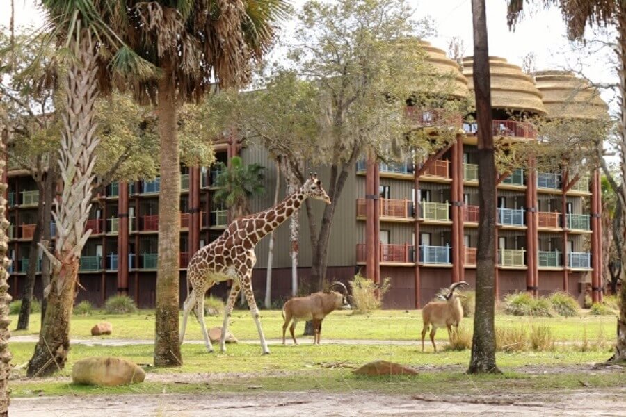 Animais no hotel Disney's Animal Kingdom Lodge em Orlando
