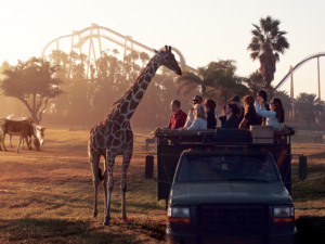 Safári no Busch Gardens Tampa Bay: girafa