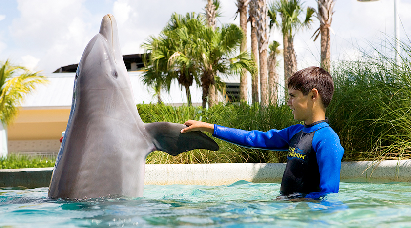 Criança nadando com golfinho no Miami Seaquarium