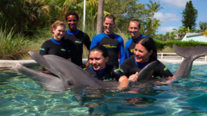 Nadar com golfinhos no Miami Seaquarium