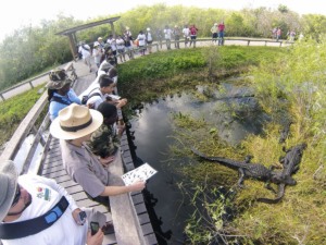 Passeio de aerobarco no Parque Nacional de Everglades: Everglades National Park