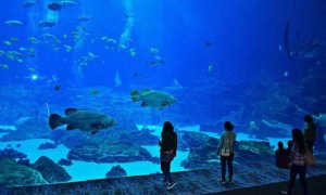 Aquário Miami Seaquarium: aquário com espécies de peixes