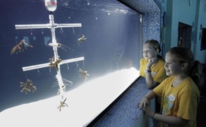 Aquário Miami Seaquarium: Rescue a Reef