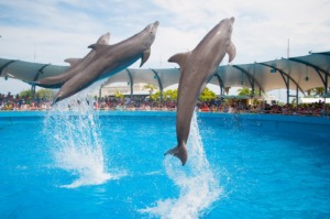 Aquário Miami Seaquarium: golfinhos