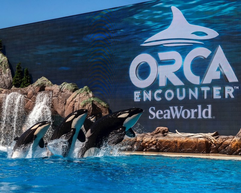 Show Orca Encounter no SeaWorld em Orlando