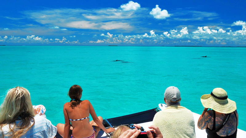 Ver golfinhos em Key West
