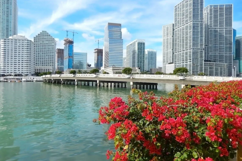 Flores em Biscayne Bay em Miami
