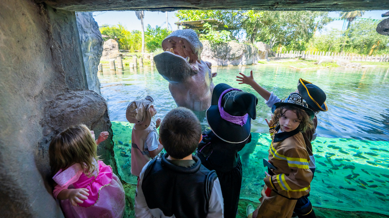 Crianças em atração no Halloween Spooktacular no Busch Gardens Tampa Bay